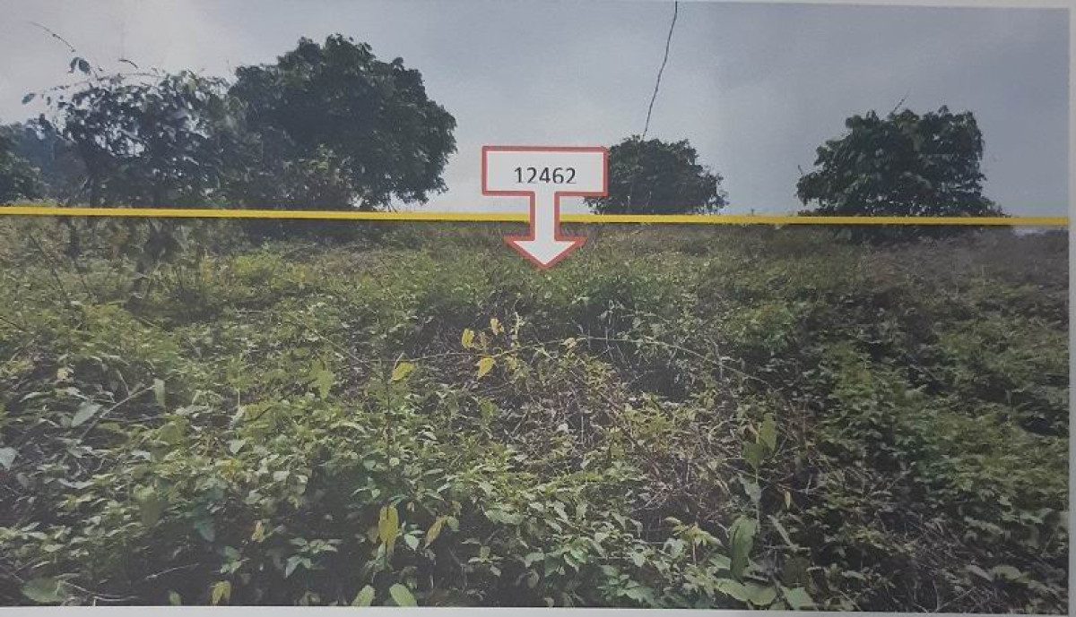 ที่ดินเปล่า ลำพูน ทุ่งหัวช้าง บ้านปวง 239360