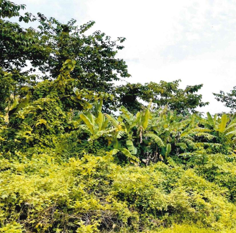 ที่ดินเปล่า สุโขทัย สวรรคโลก เมืองบางยม 446250