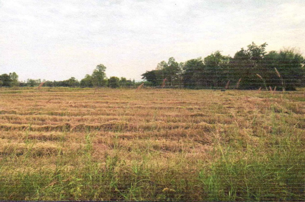 ที่ดินเปล่า สกลนคร สว่างแดนดิน ธาตุทอง 596960