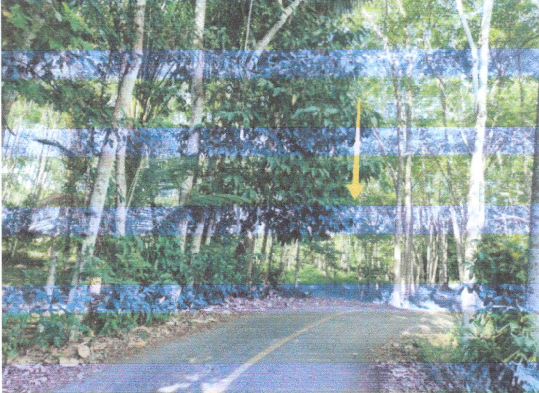 ที่ดินเปล่า พัทลุง ควนขนุน พนมวังก์ 473044