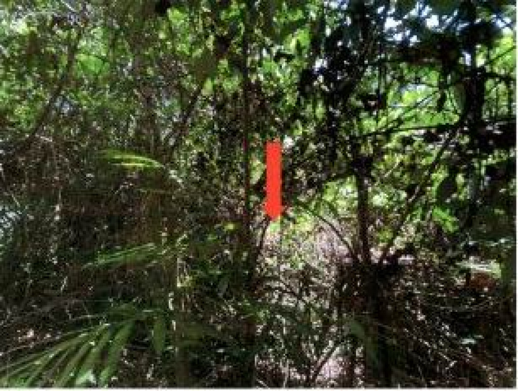 ที่ดินเปล่า สงขลา จะนะ สะพานไม้แก่น 555720