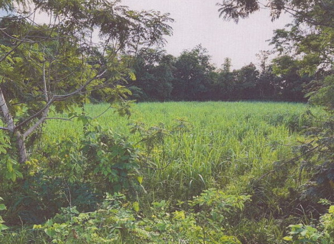 ที่ดินเปล่า มุกดาหาร เมืองมุกดาหาร มุกดาหาร 381300