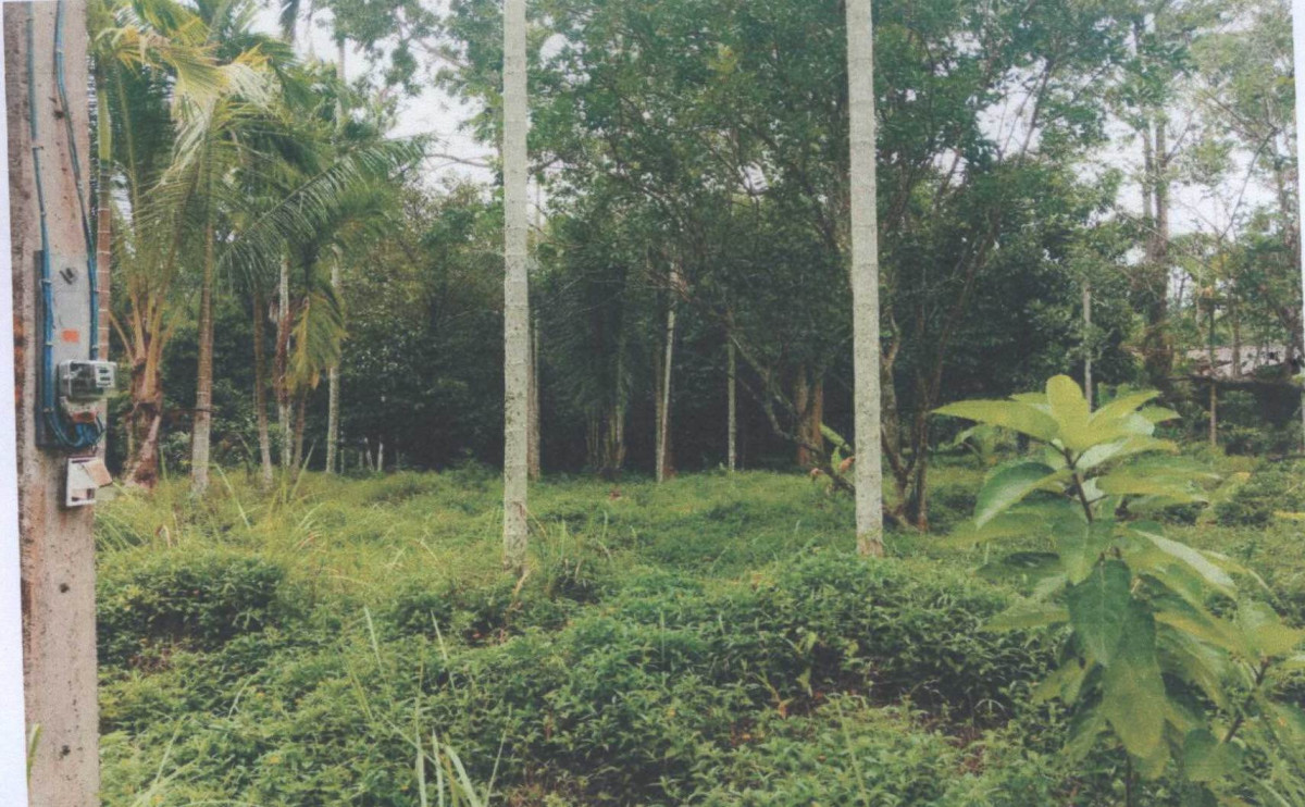 ที่ดินเปล่า นครศรีธรรมราช ร่อนพิบูลย์ ร่อนพิบูลย์ 230400