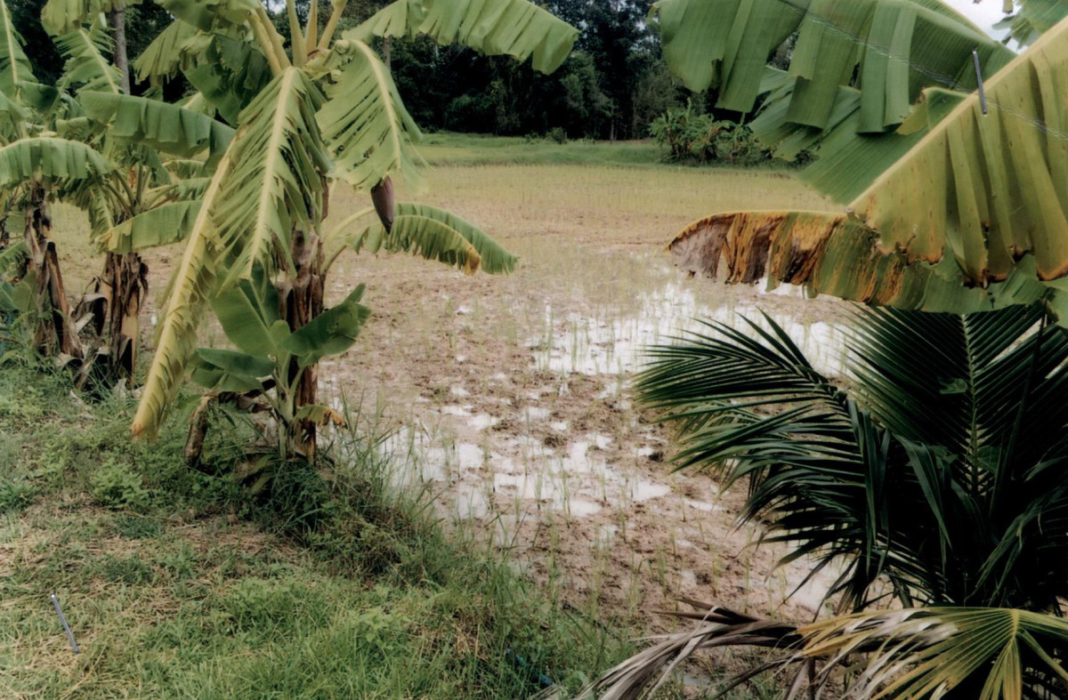 ที่ดินเปล่า อำนาจเจริญ เสนางคนิคม เสนางคนิคม 130000