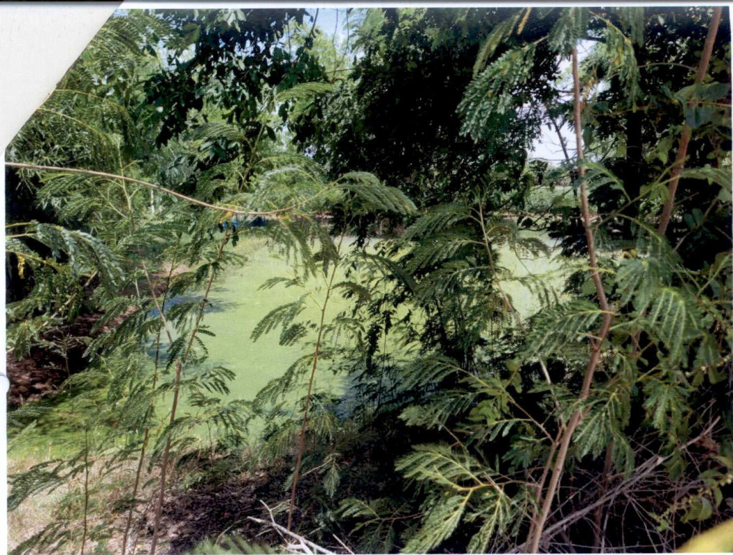 ที่ดินเปล่า นครราชสีมา โนนไทย สำโรง 157236