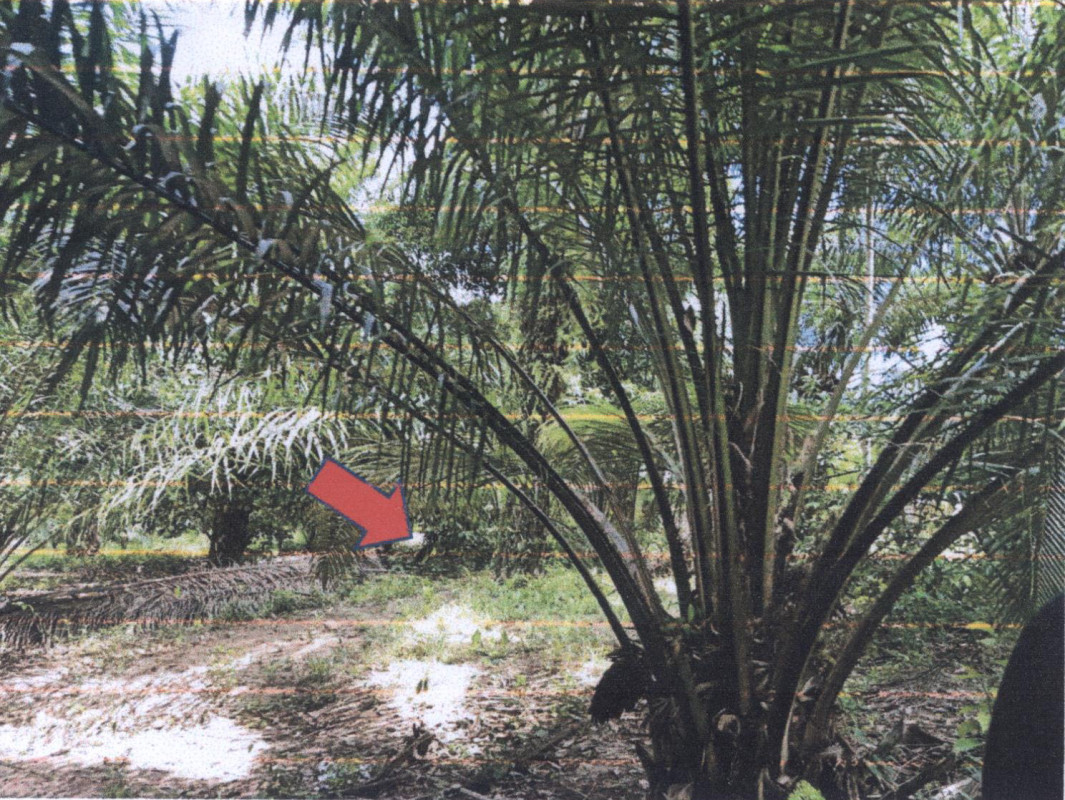 ที่ดินเปล่า ชุมพร หลังสวน หาดยาย 200000