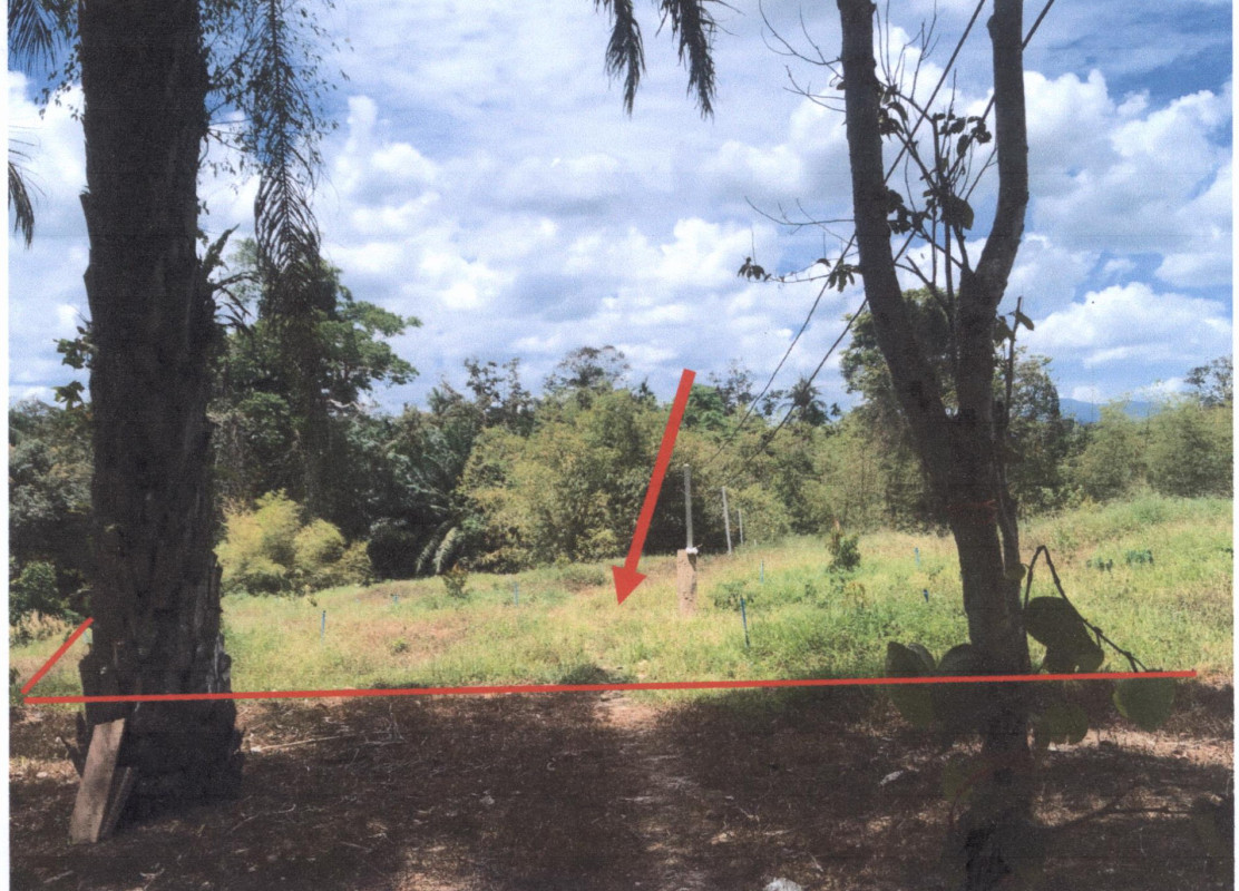 ที่ดินเปล่า ชุมพร พะโต๊ะ ปังหวาน 248100