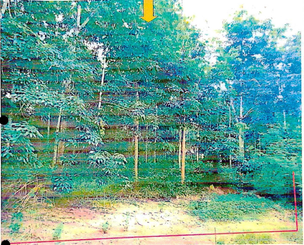 ที่ดินเปล่า เลย วังสะพุง ทรายขาว 714000