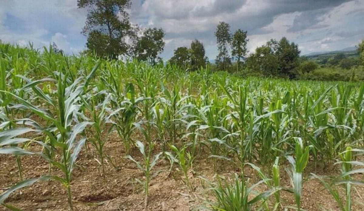 ที่ดินเปล่า ลำพูน ลี้ ลี้ 683430