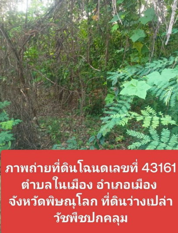 ที่ดินเปล่า พิษณุโลก เมืองพิษณุโลก ในเมือง 1008800