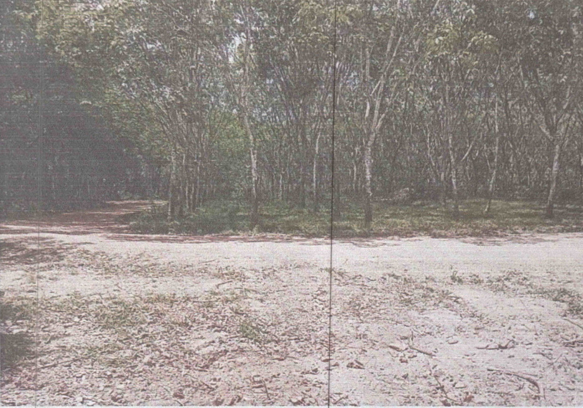 ที่ดินเปล่า พัทลุง ป่าบอน ป่าบอน 1606125