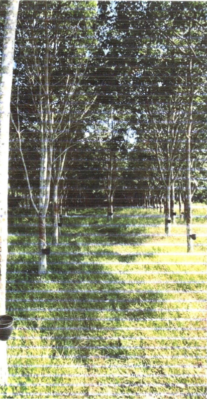 ที่ดินเปล่า น่าน บ้านหลวง บ้านฟ้า 60230