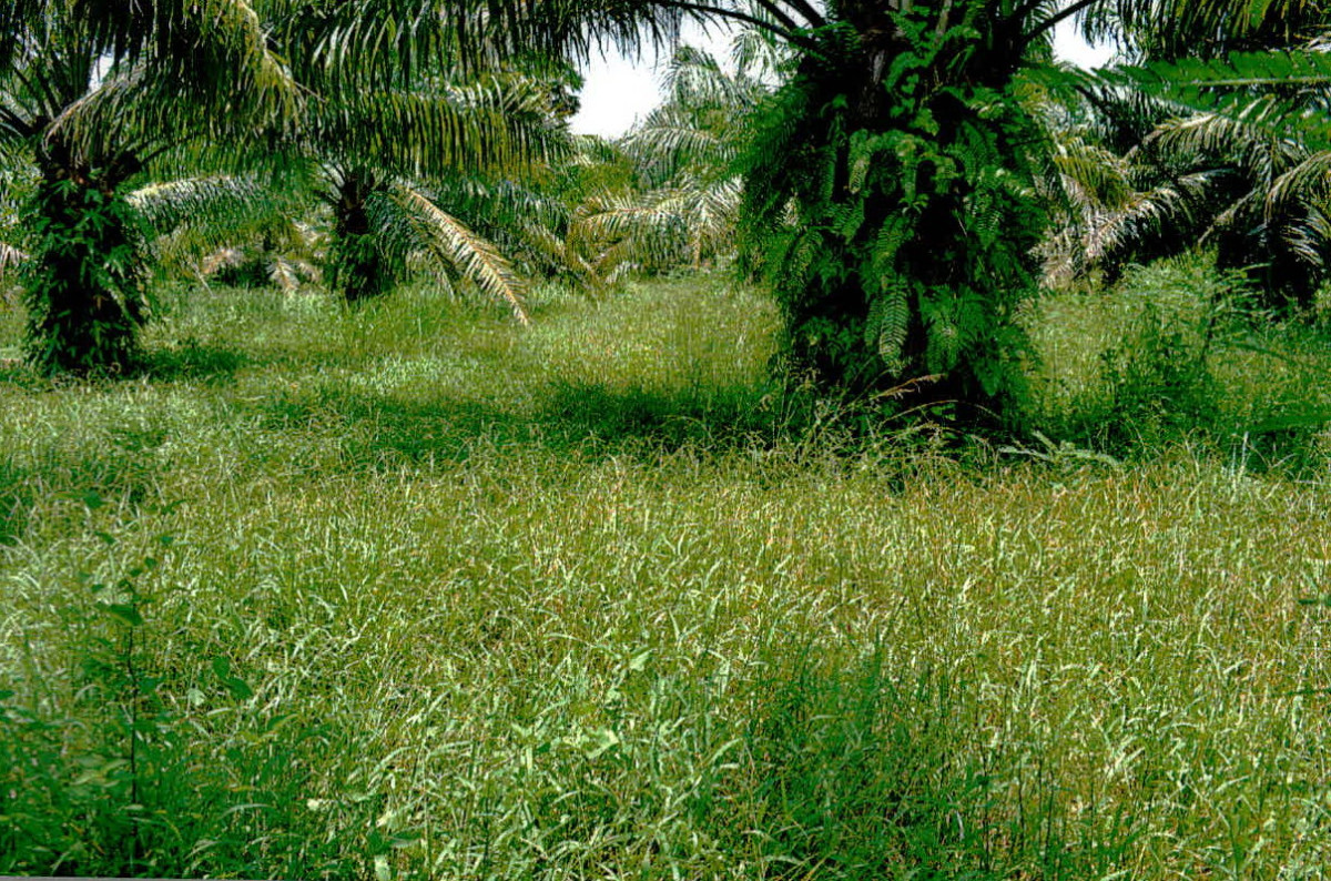 Residential land/lot Surat Thani Kanchanadit Kadae 364500