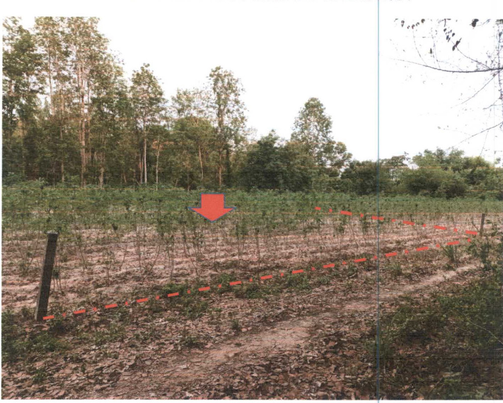 ที่ดินเปล่า บุรีรัมย์ ปะคำ ไทยเจริญ 57600