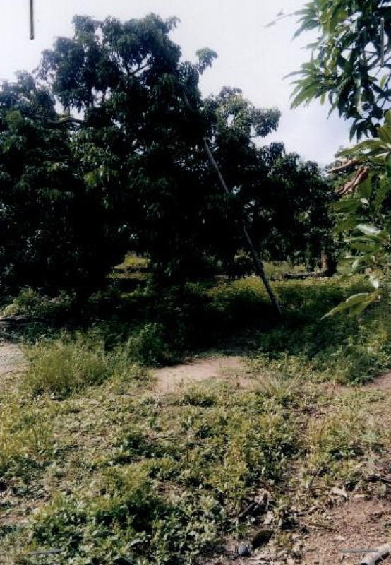 ที่ดินเปล่า เชียงใหม่ สันป่าตอง บ้านกลาง 162000