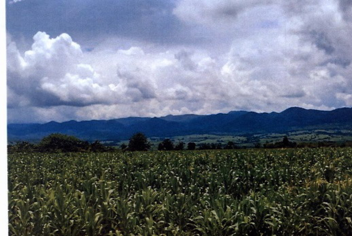 ที่ดินเปล่า ลำพูน ลี้ ก้อ 199500