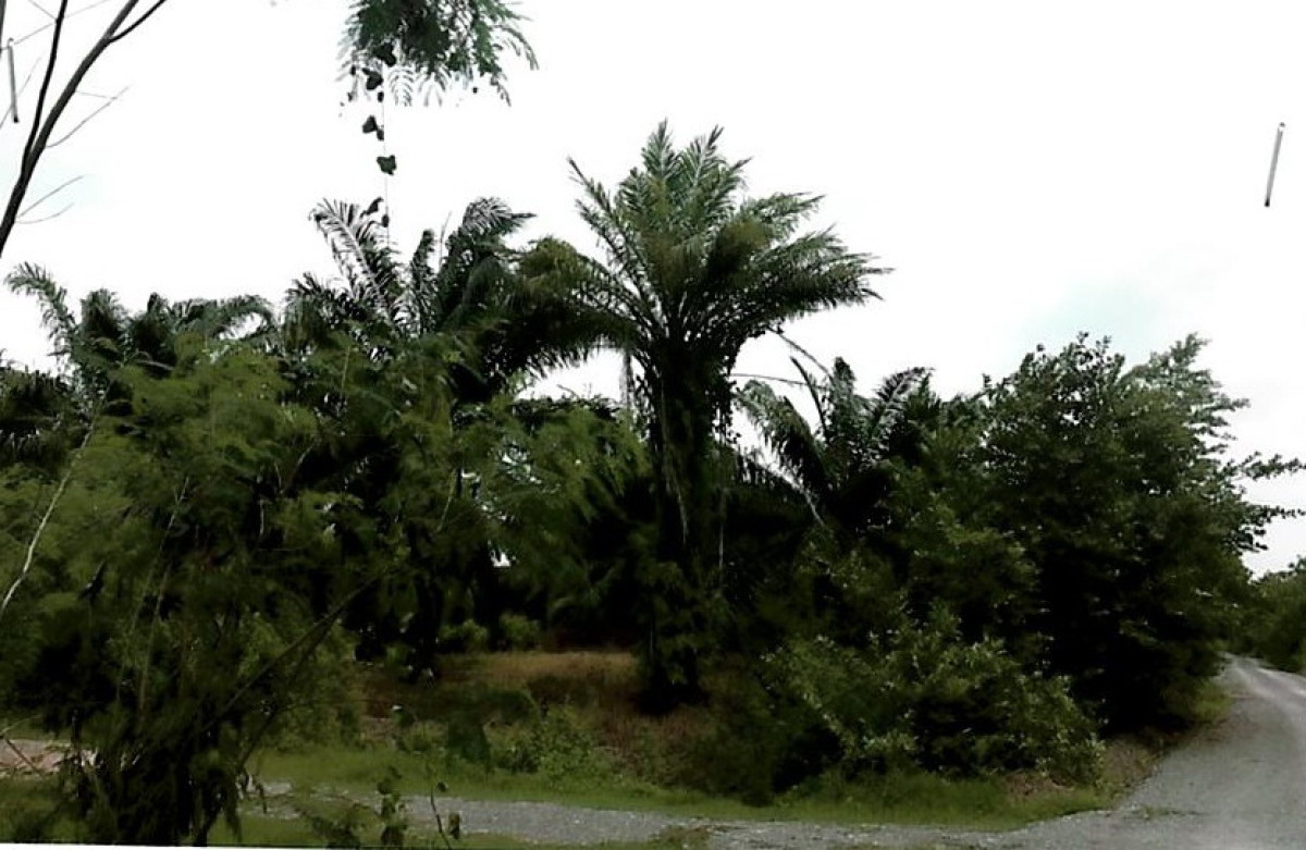 ที่ดินเปล่า นครศรีธรรมราช เชียรใหญ่ เชียรใหญ่ 3224300