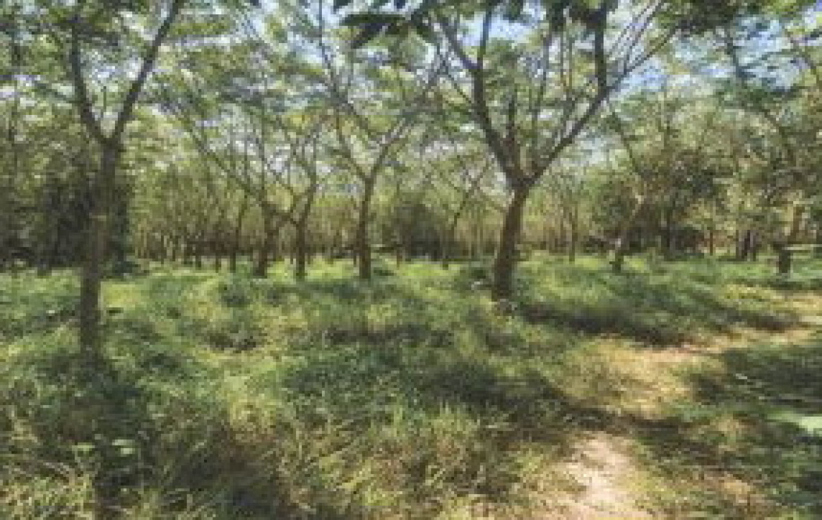 ที่ดินเปล่า สงขลา จะนะ บ้านนา 538650