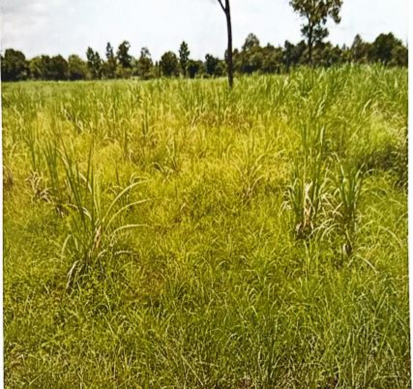 ที่ดินเปล่า อุดรธานี เพ็ญ บ้านเหล่า 545750