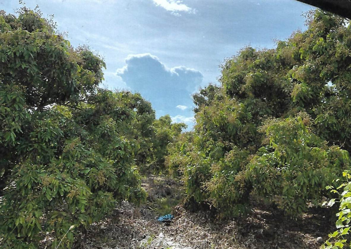 ที่ดินเปล่า เชียงใหม่ สารภี สันทราย 349920