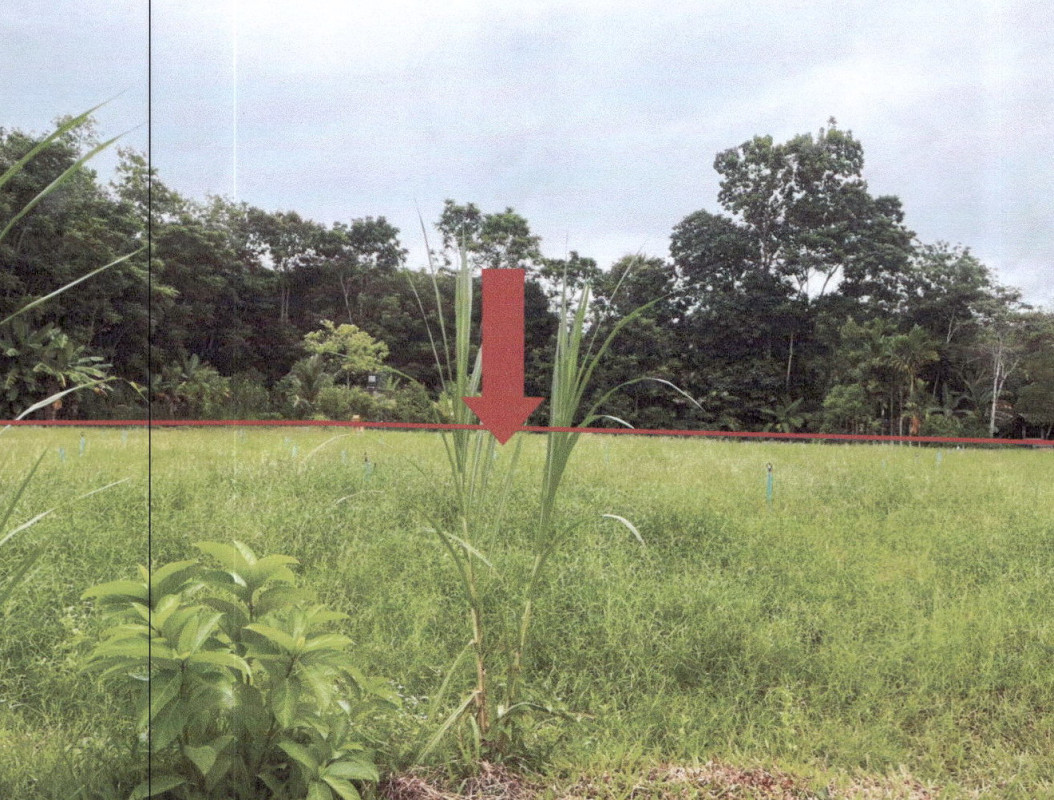 ที่ดินเปล่า พัทลุง ควนขนุน โตนดด้วน 338580