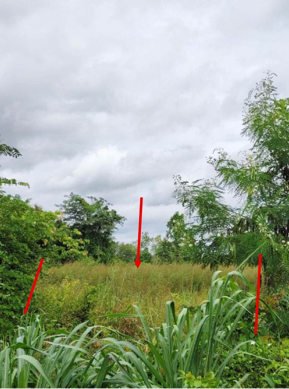 ที่ดินเปล่า นครราชสีมา ขามสะแกแสง ขามสะแกแสง 40000