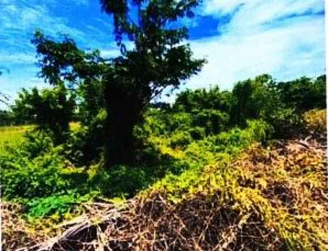 ที่ดินเปล่า พิษณุโลก พรหมพิราม พรหมพิราม 875745