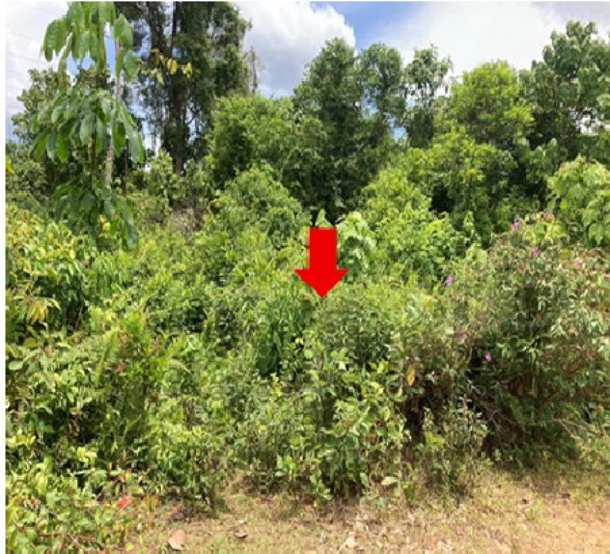 ที่ดินเปล่า ยะลา เมืองยะลา บุดี 125000