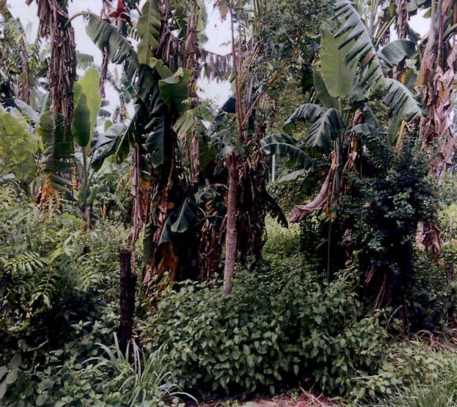 ที่ดินเปล่า นครราชสีมา ปักธงชัย ตะคุ 33800