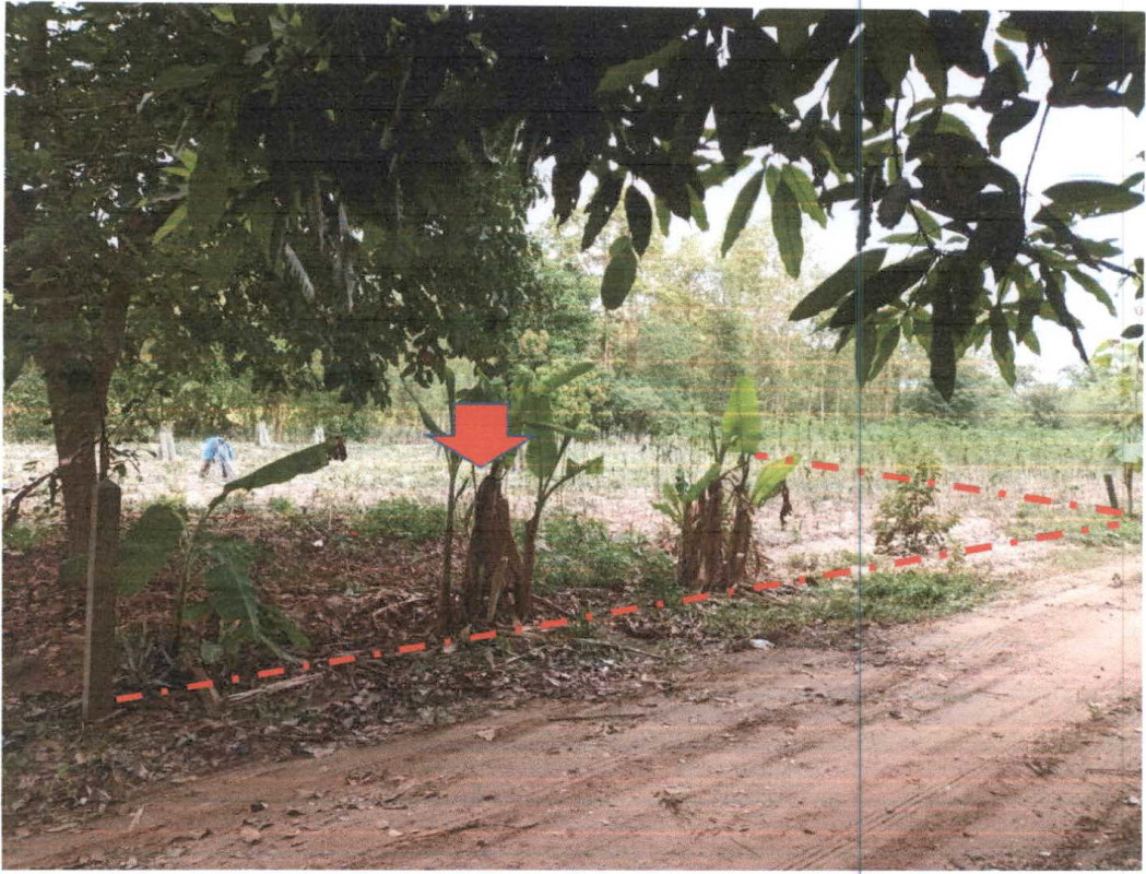 ที่ดินเปล่า บุรีรัมย์ ปะคำ ไทยเจริญ 56000