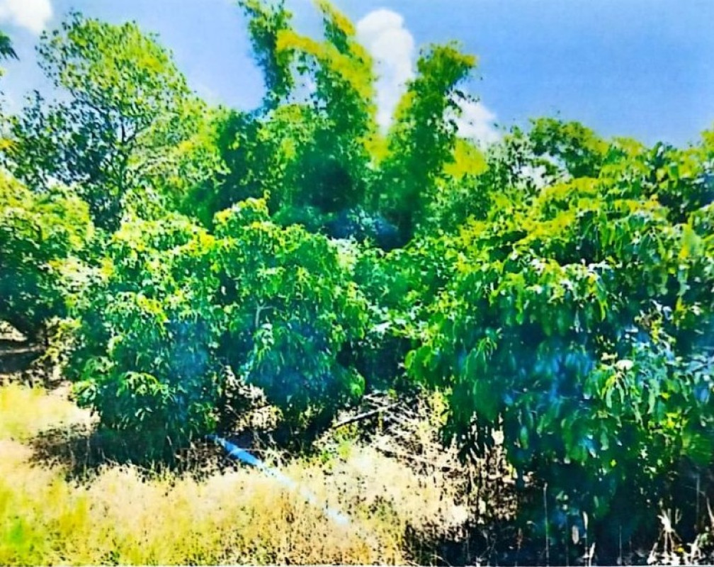 ที่ดินเปล่า ลำพูน ป่าซาง ม่วงน้อย 153300