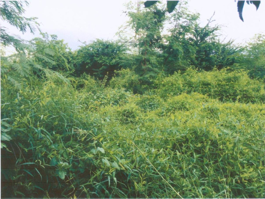 ที่ดินเปล่า ลพบุรี ท่าวุ้ง บางคู้ 250000