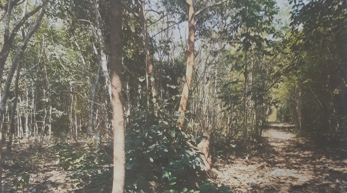 ที่ดินเปล่า ลำพูน บ้านโฮ่ง บ้านโฮ่ง 3539475