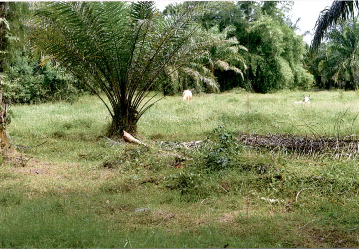 ที่ดินเปล่า สุราษฎร์ธานี กาญจนดิษฐ์ ช้างขวา 68500