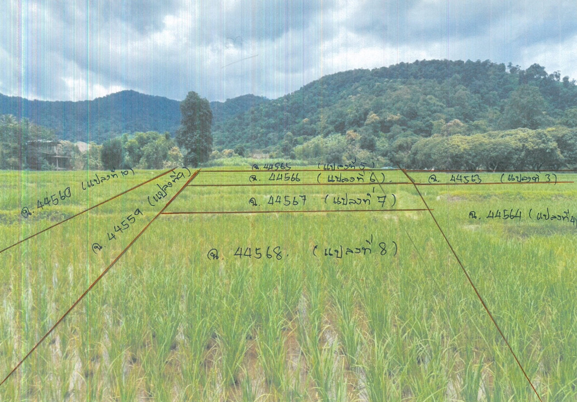 ที่ดินเปล่า เชียงใหม่ แม่แตง กื้ดช้าง 1405560