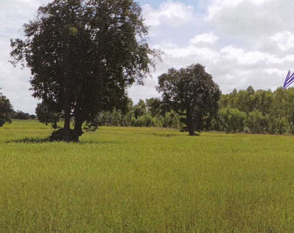 ที่ดินเปล่า สุรินทร์ จอมพระ เมืองลีง 197300