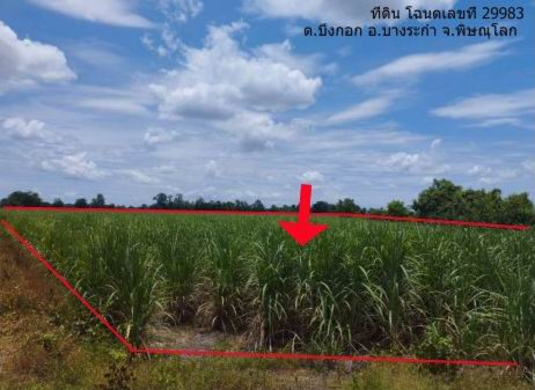 ที่ดินเปล่า พิษณุโลก บางระกำ บึงกอก 428318