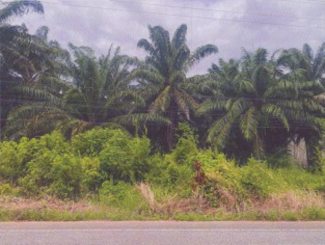 ที่ดินเปล่า ตรัง ห้วยยอด บางดี 1857500