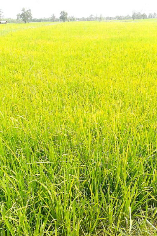 ที่ดินเปล่า ร้อยเอ็ด เชียงขวัญ พระธาตุ 960000