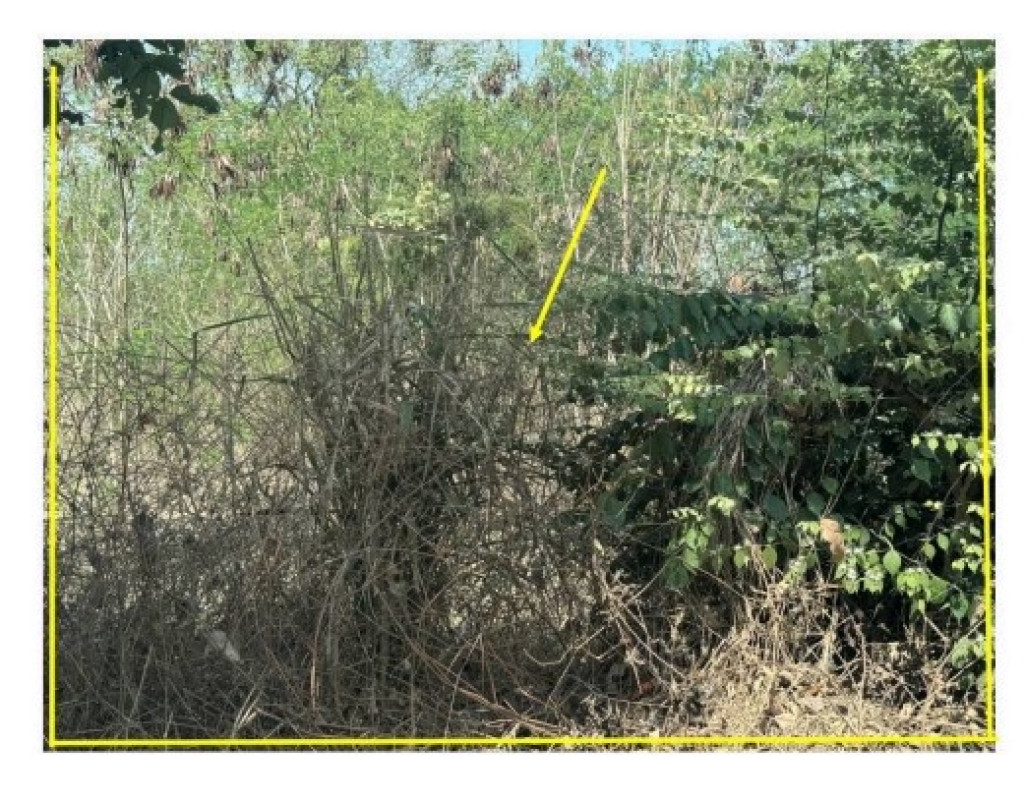 ที่ดินเปล่า พิษณุโลก บางกระทุ่ม ไผ่ล้อม 126360