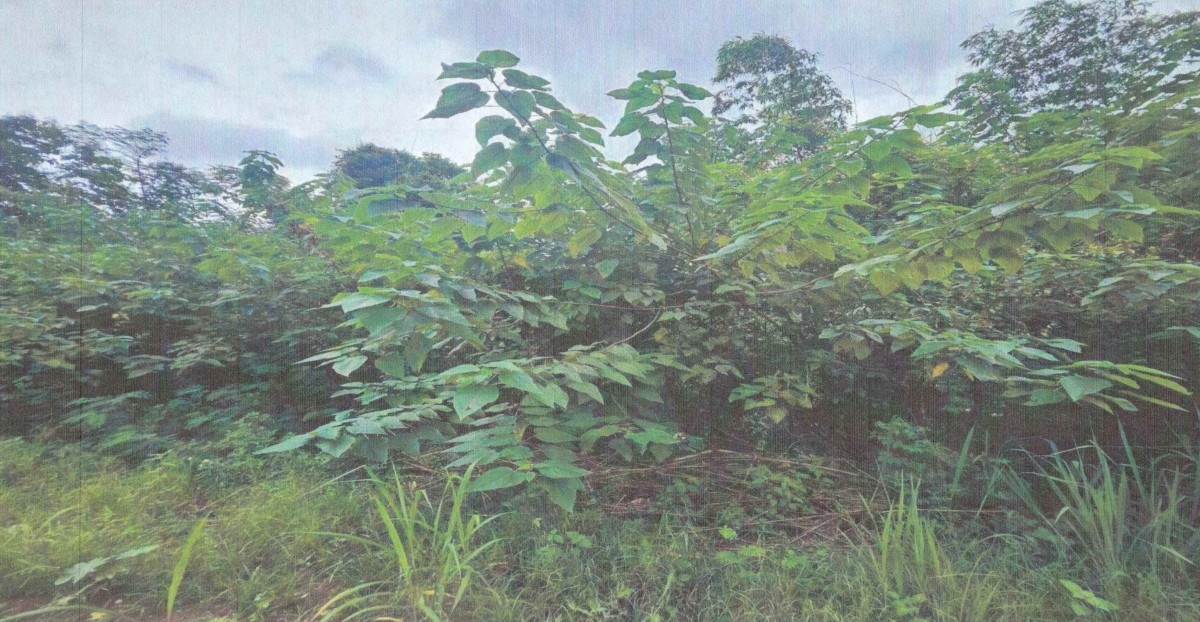 ที่ดินเปล่า เลย ด่านซ้าย ด่านซ้าย 1404800