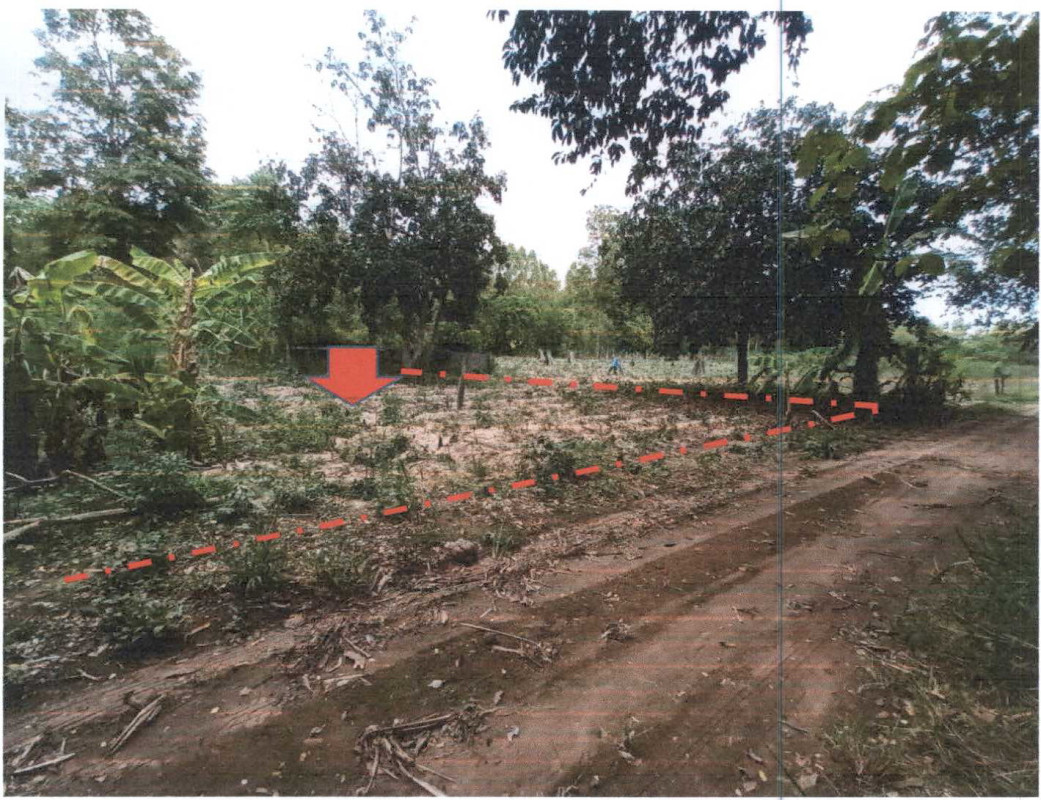 ที่ดินเปล่า บุรีรัมย์ ปะคำ ไทยเจริญ 57600