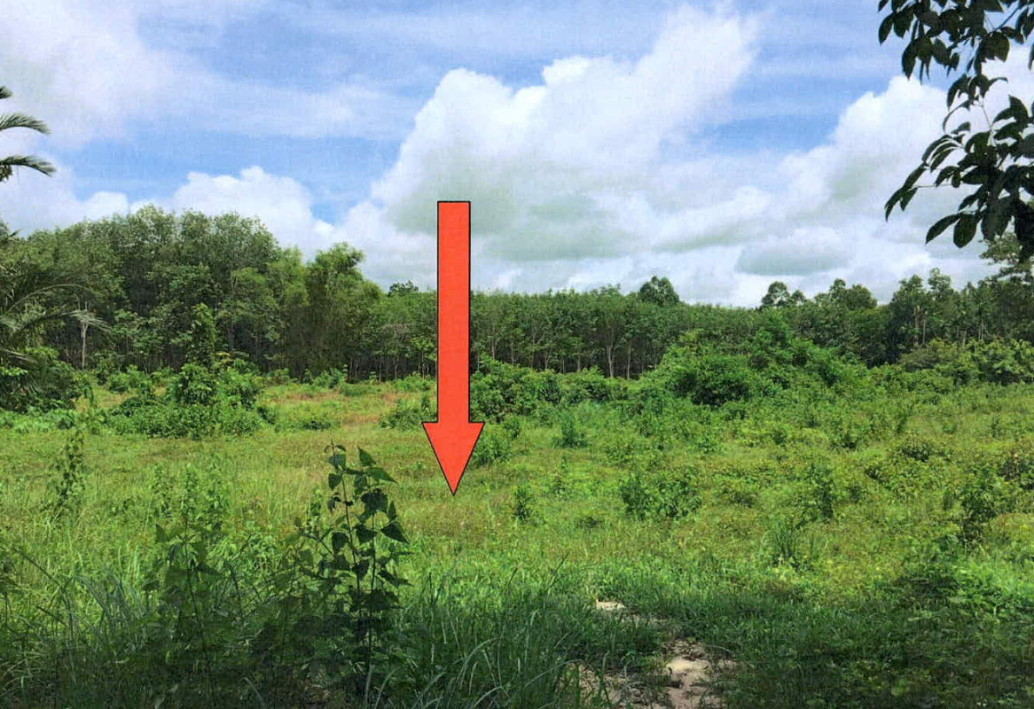 ที่ดินเปล่า สุราษฎร์ธานี บ้านนาเดิม บ้านนา 1188500