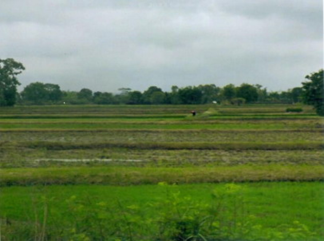 ที่ดินเปล่า ร้อยเอ็ด อาจสามารถ หนองบัว 323950