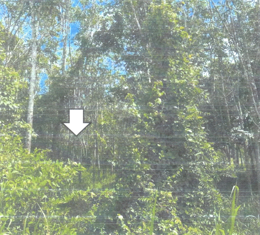 ที่ดินเปล่า สงขลา สะบ้าย้อย สะบ้าย้อย 87480