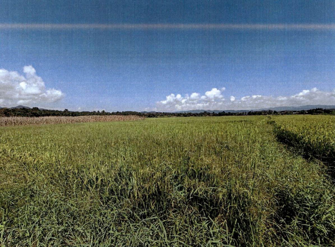 ที่ดินเปล่า ลำปาง งาว แม่ตีบ 110520