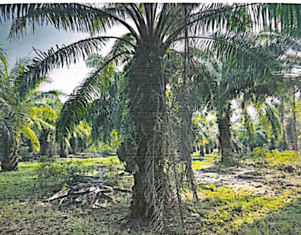 ที่ดินเปล่า ชุมพร หลังสวน นาพญา 2592850