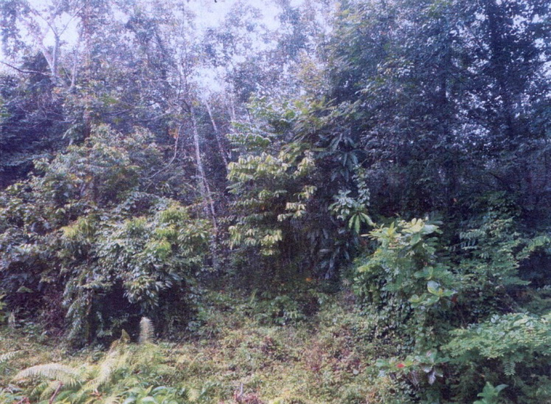 ที่ดินเปล่า สงขลา เทพา ท่าม่วง 109500