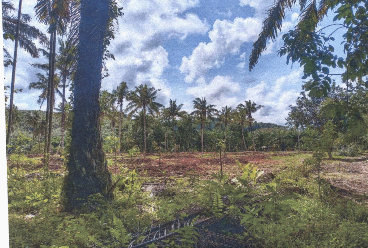 ที่ดินเปล่า ชุมพร พะโต๊ะ ปังหวาน 500000