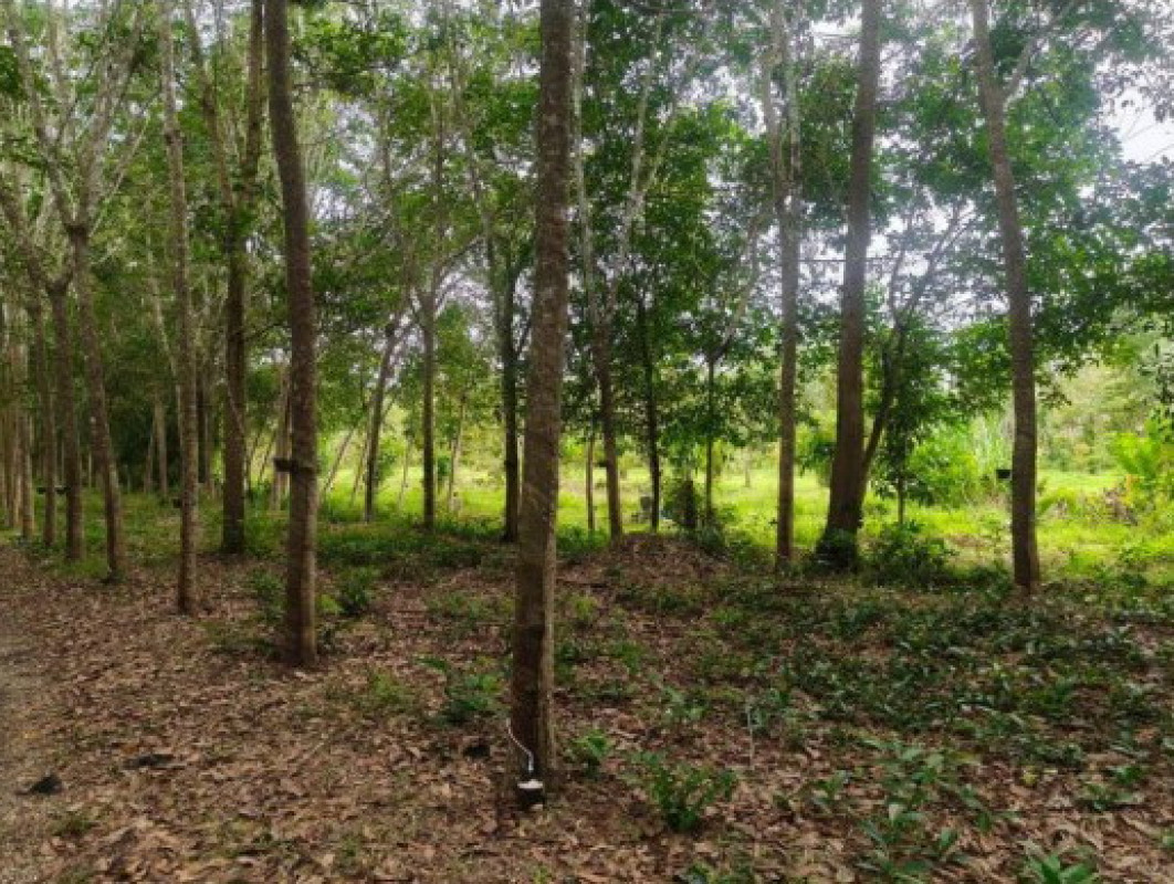 ที่ดินเปล่า สงขลา เทพา ท่าม่วง 44200